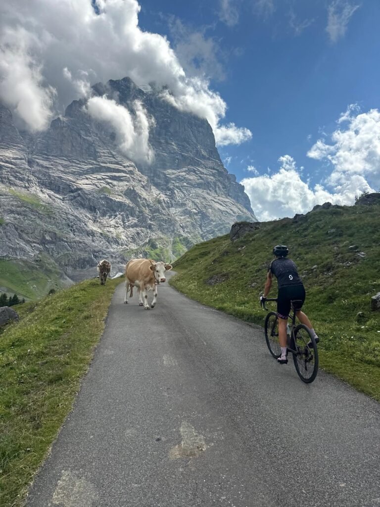 cycling cows